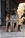 Aristotele - Triola Cane Corso